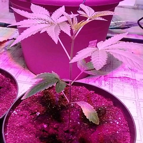 Gelato 33  growlog timeline photo