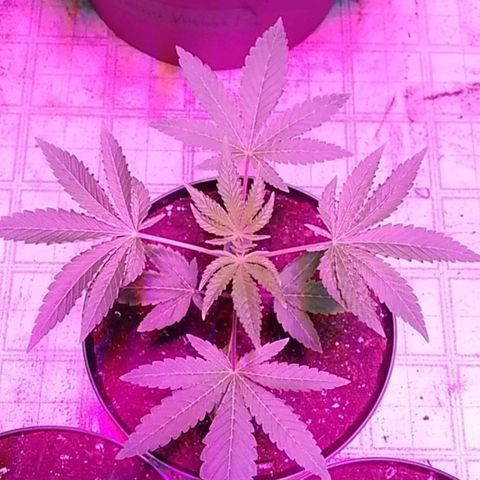Gelato 33  growlog timeline photo