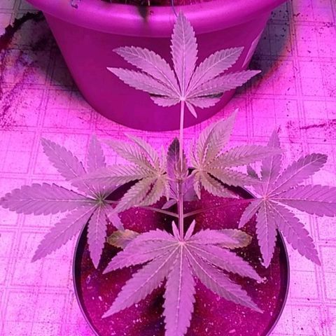 Gelato 33  growlog timeline photo