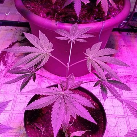 Gelato 33  growlog timeline photo