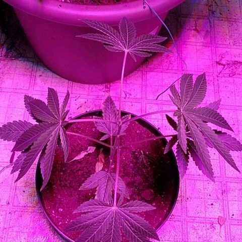 Gelato 33  growlog timeline photo