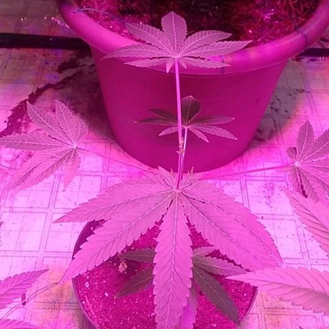 Gelato 33  growlog timeline photo