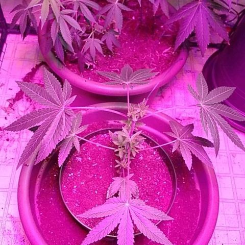 Gelato 33  growlog timeline photo