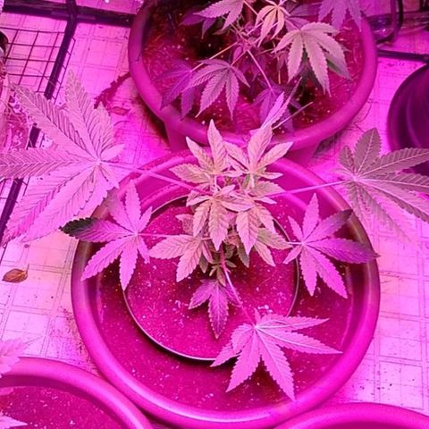 Gelato 33  growlog timeline photo