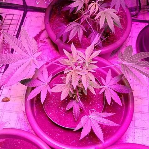 Gelato 33  growlog timeline photo