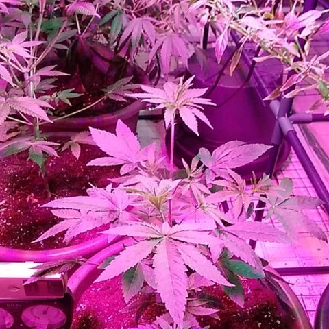 Gelato 33  growlog timeline photo