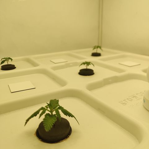 Royal Creamatic #1 growlog timeline photo
