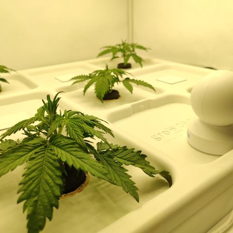 Royal Creamatic #1 growlog timeline photo