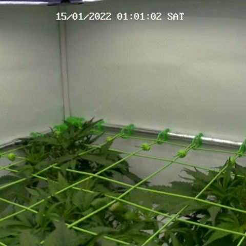 Royal Creamatic #1 growlog timeline photo