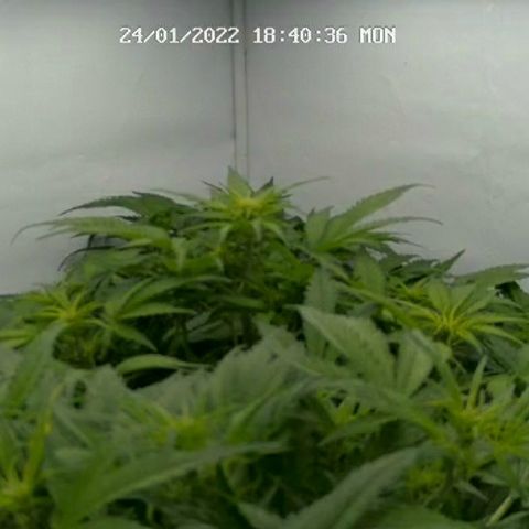 Royal Creamatic #1 growlog timeline photo
