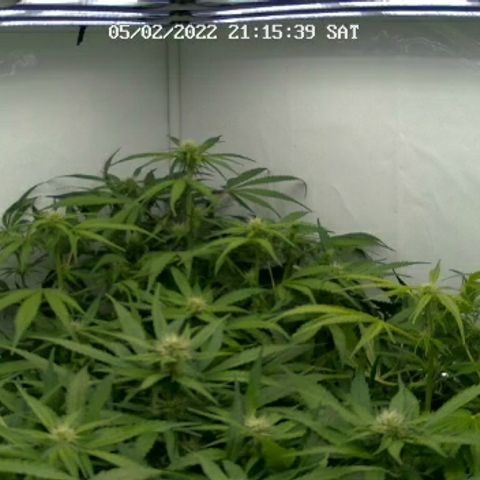 Royal Creamatic #1 growlog timeline photo