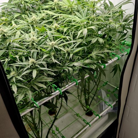 Royal Creamatic #1 growlog timeline photo