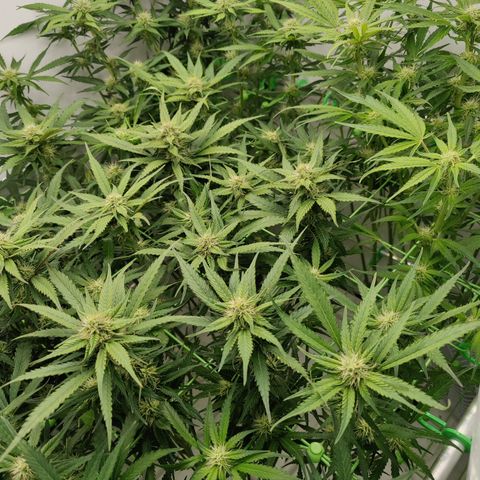 Royal Creamatic #1 growlog timeline photo