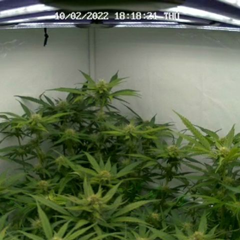 Royal Creamatic #1 growlog timeline photo