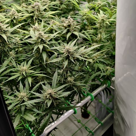 Royal Creamatic #1 growlog timeline photo