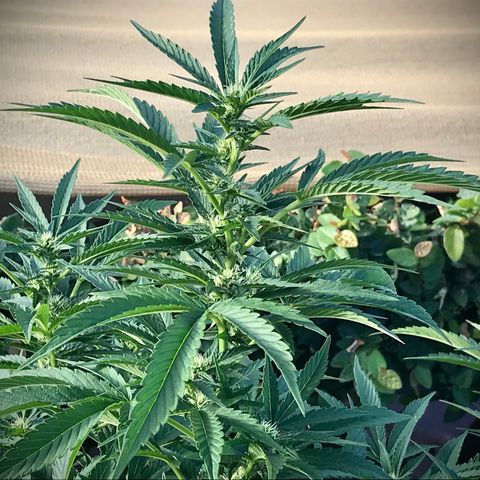 Gel #2 (geopot 19L) growlog timeline photo