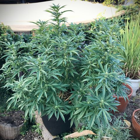 Gel #2 (geopot 19L) growlog timeline photo