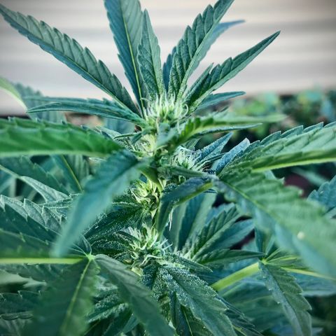 Gel #2 (geopot 19L) growlog timeline photo