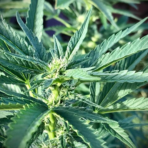 Gel #2 (geopot 19L) growlog timeline photo