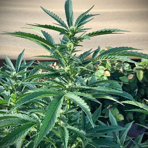 Gel #2 (geopot 19L) growlog timeline photo