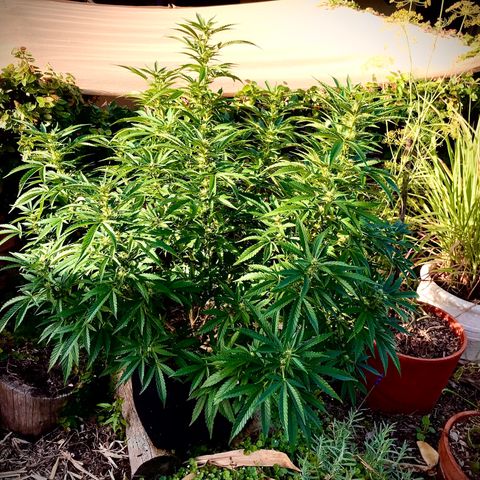 Gel #2 (geopot 19L) growlog timeline photo