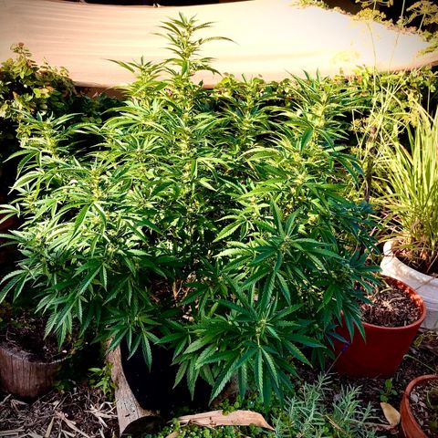 Gel #2 (geopot 19L) growlog timeline photo