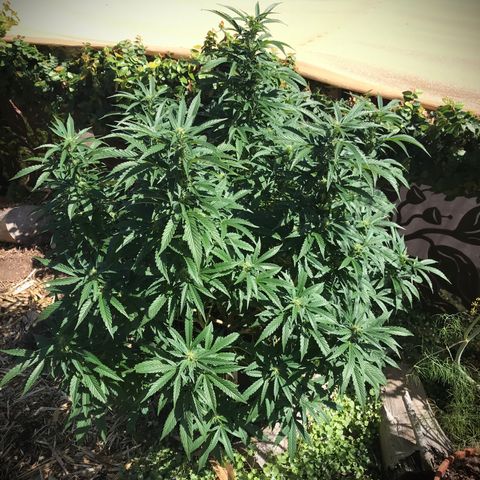 Gel #2 (geopot 19L) growlog timeline photo
