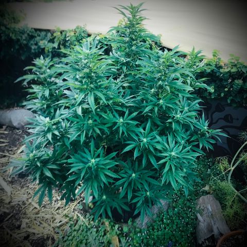 Gel #2 (geopot 19L) growlog photo: Day 18 of flowering
