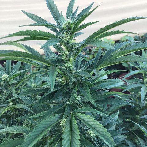Gel #2 (geopot 19L) growlog photo: Day 18 of flowering