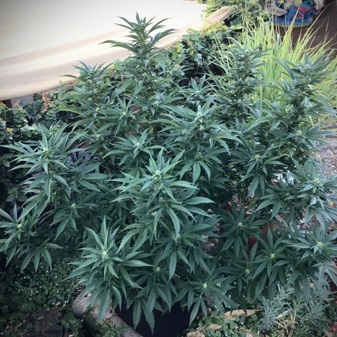 Gel #2 (geopot 19L) growlog photo: Day 18 of flowering