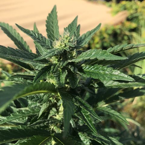 Gel #2 (geopot 19L) growlog timeline photo