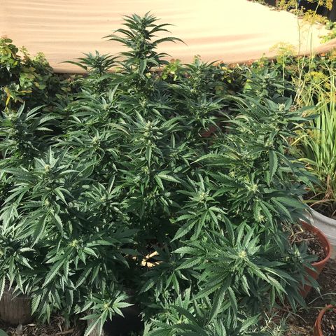Gel #2 (geopot 19L) growlog timeline photo