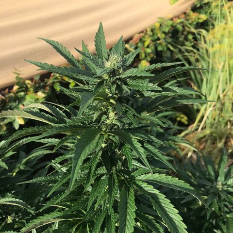 Gel #2 (geopot 19L) growlog timeline photo