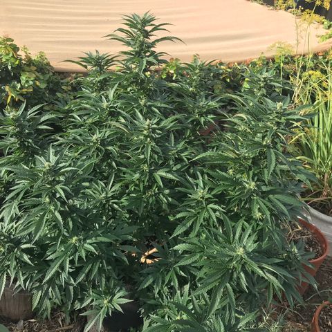 Gel #2 (geopot 19L) growlog timeline photo