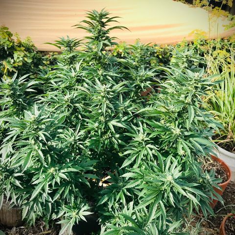 Gel #2 (geopot 19L) growlog timeline photo