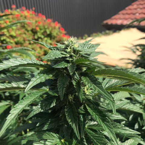 Gel #2 (geopot 19L) growlog timeline photo