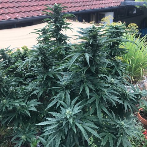 Gel #2 (geopot 19L) growlog timeline photo