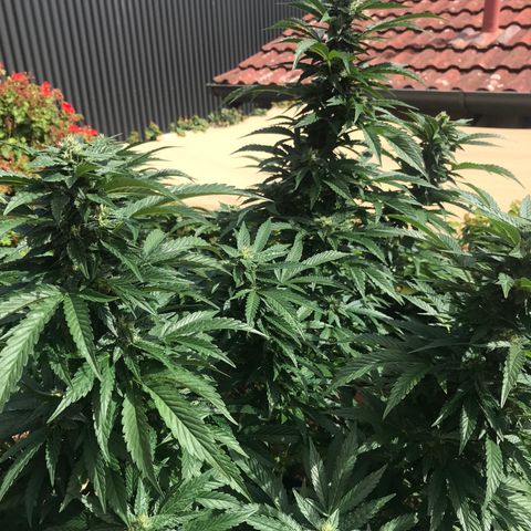 Gel #2 (geopot 19L) growlog timeline photo