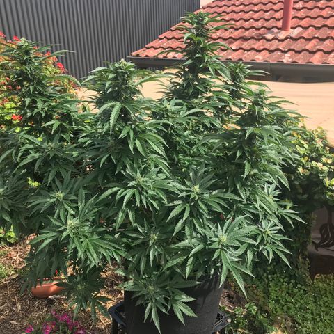 Gel #2 (geopot 19L) growlog timeline photo