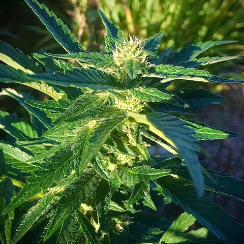 Gel #2 (geopot 19L) growlog photo: Cool Sunny afternoon