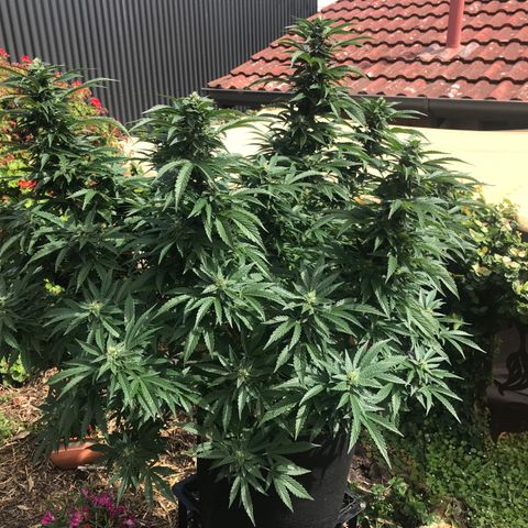 Gel #2 (geopot 19L) growlog timeline photo