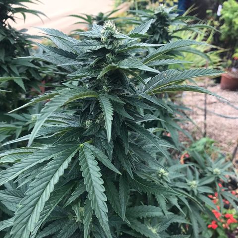 Gel #2 (geopot 19L) growlog timeline photo