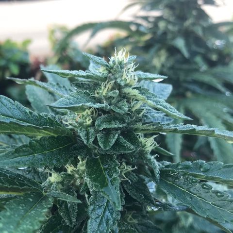Gel #2 (geopot 19L) growlog timeline photo