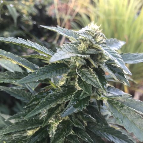 Gel #2 (geopot 19L) growlog timeline photo