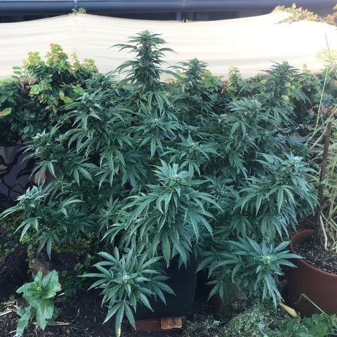 Gel #2 (geopot 19L) growlog timeline photo