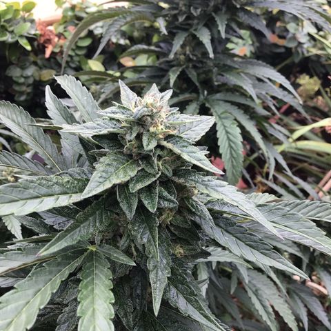 Gel #2 (geopot 19L) growlog timeline photo
