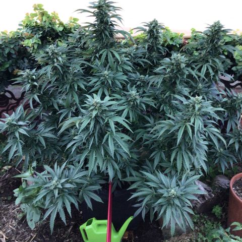 Gel #2 (geopot 19L) growlog timeline photo