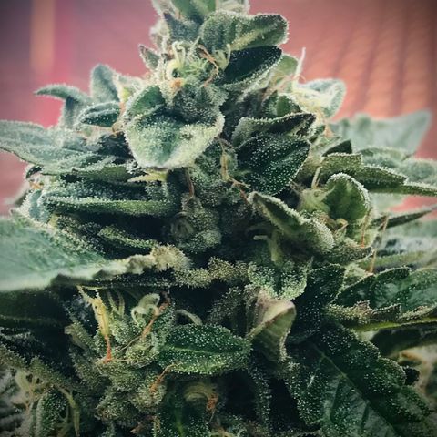 Gel #2 (geopot 19L) growlog timeline photo