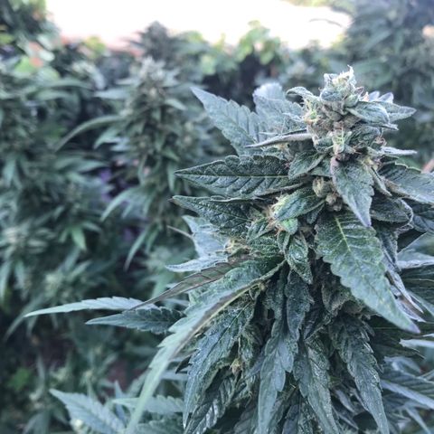 Gel #2 (geopot 19L) growlog timeline photo