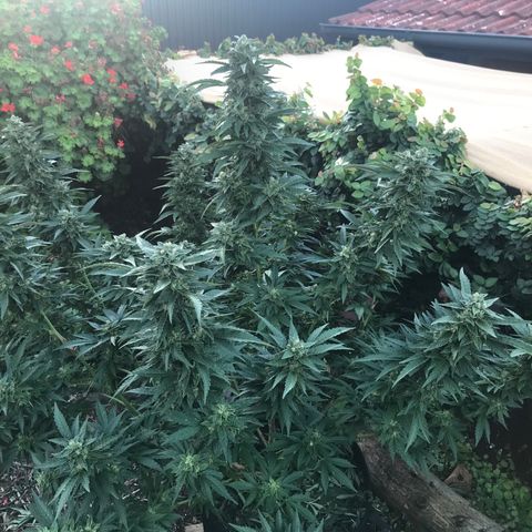 Gel #2 (geopot 19L) growlog timeline photo
